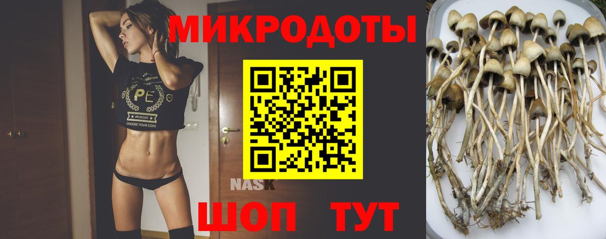Галлюциногенные грибы Psilocybine cubensis Новочеркасск